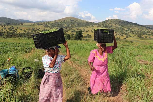 Women farmers carrying crops