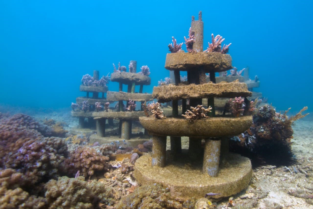 Artificial coral reef