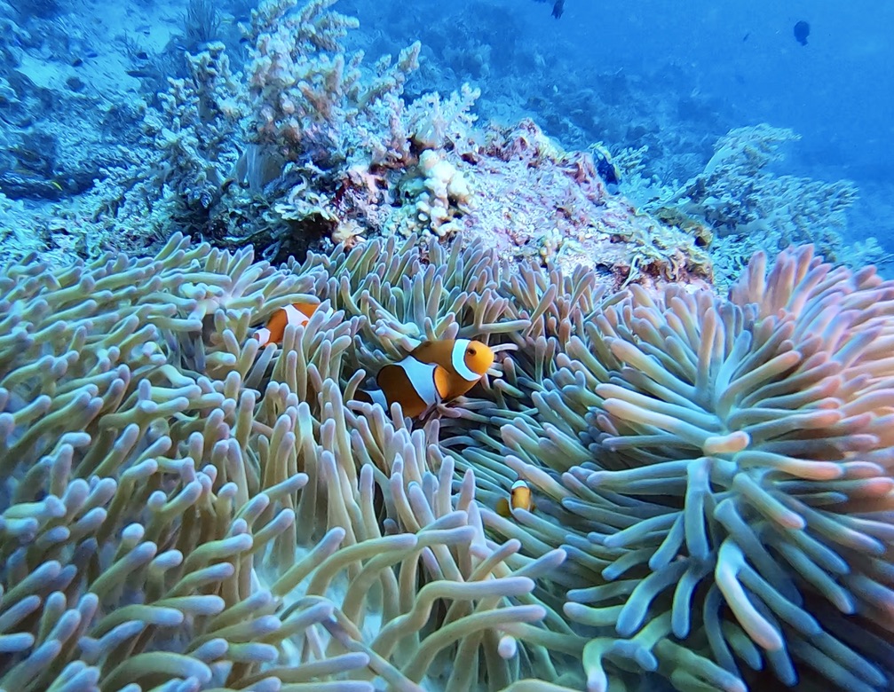 A photo of coral on the Great Barrier Reef, captured by Sophie