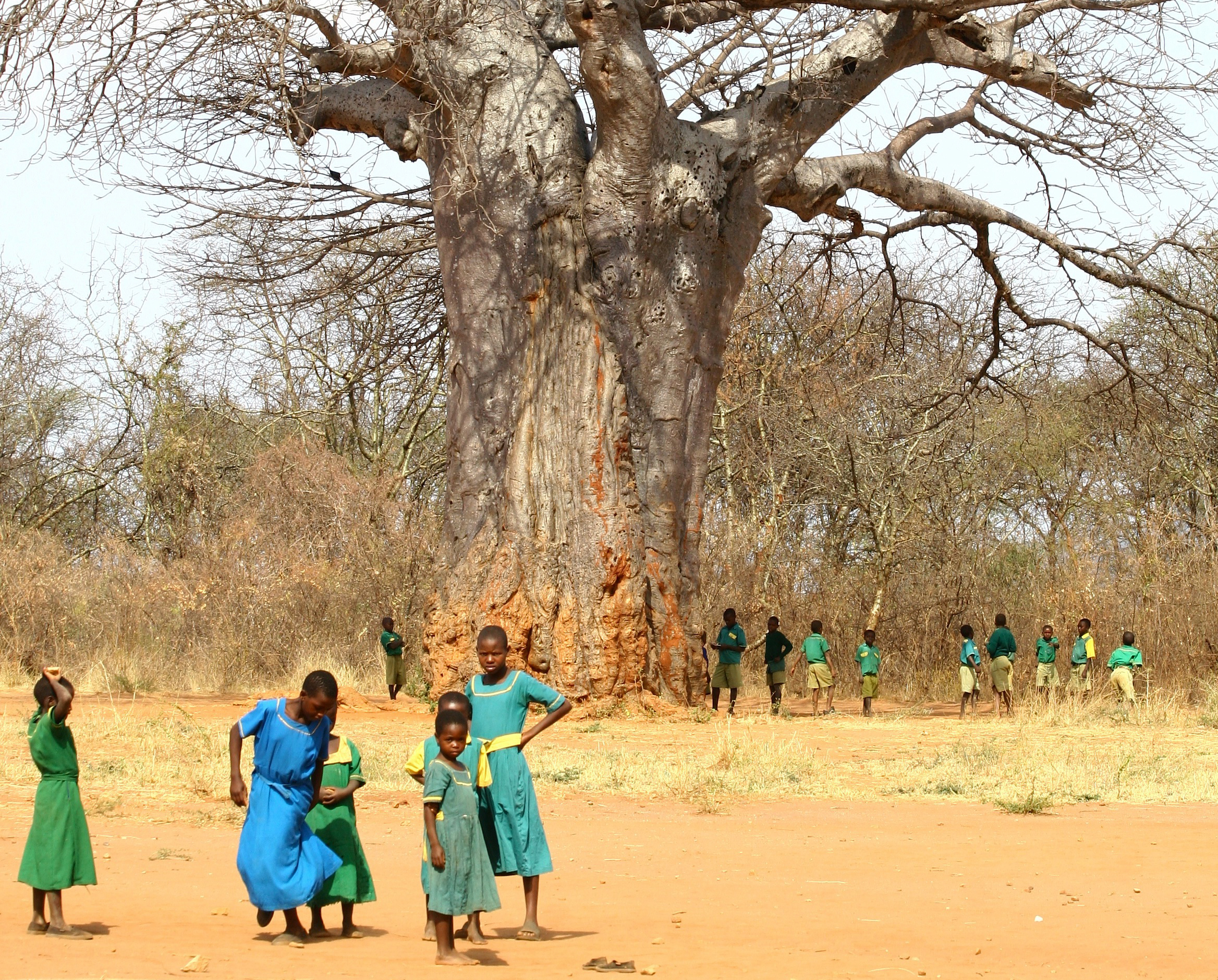 Children play in front of a large tree