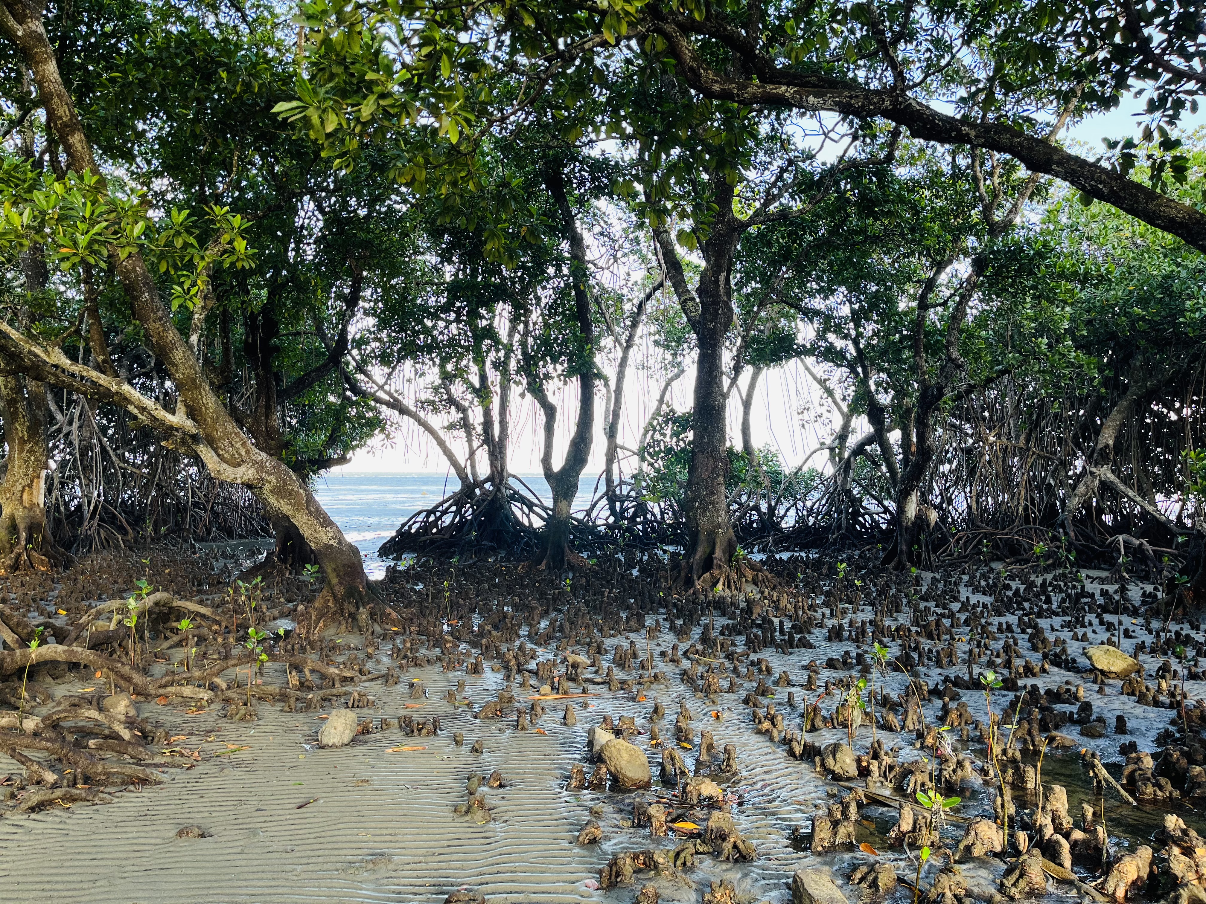 A mangrove forest in Suva city park in Fiji
