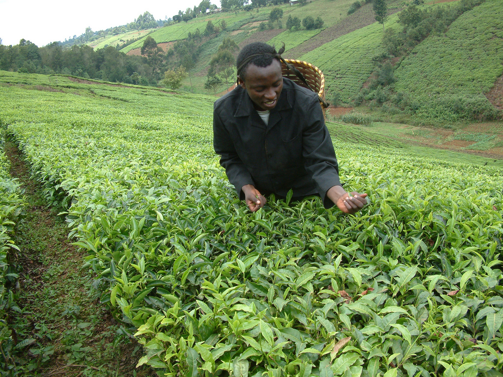 A man picks leaves at a tea plantation in Kenya