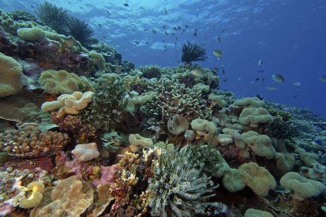 Tonga coral reef