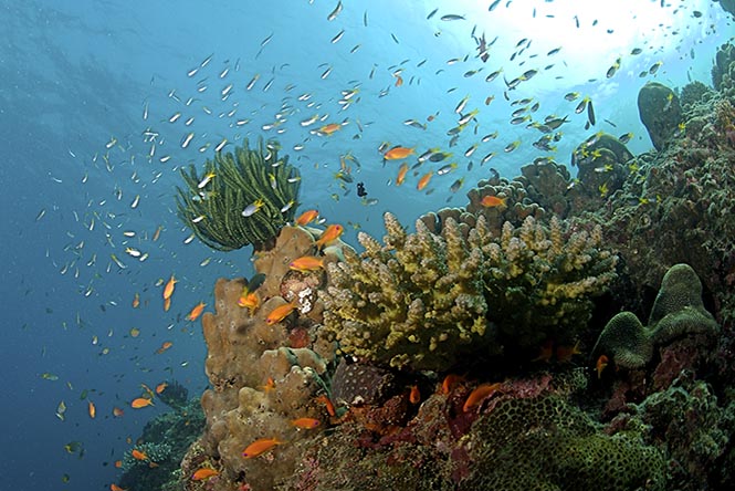 Seychelles coral reef