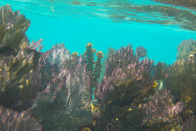 coral reef in Belize