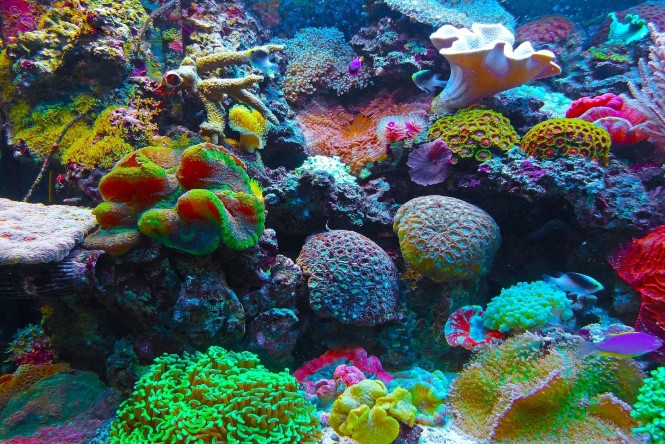 Malaysia coral reef