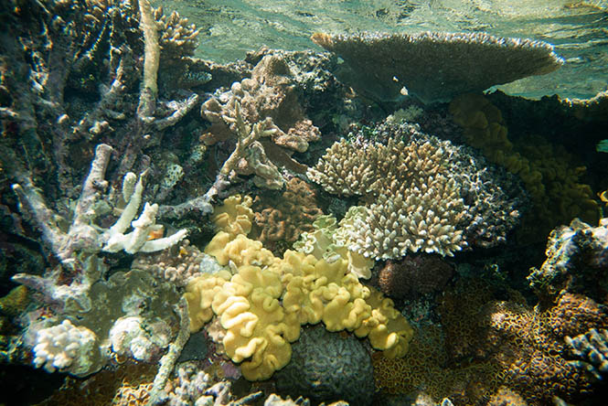 Fiji coral reef