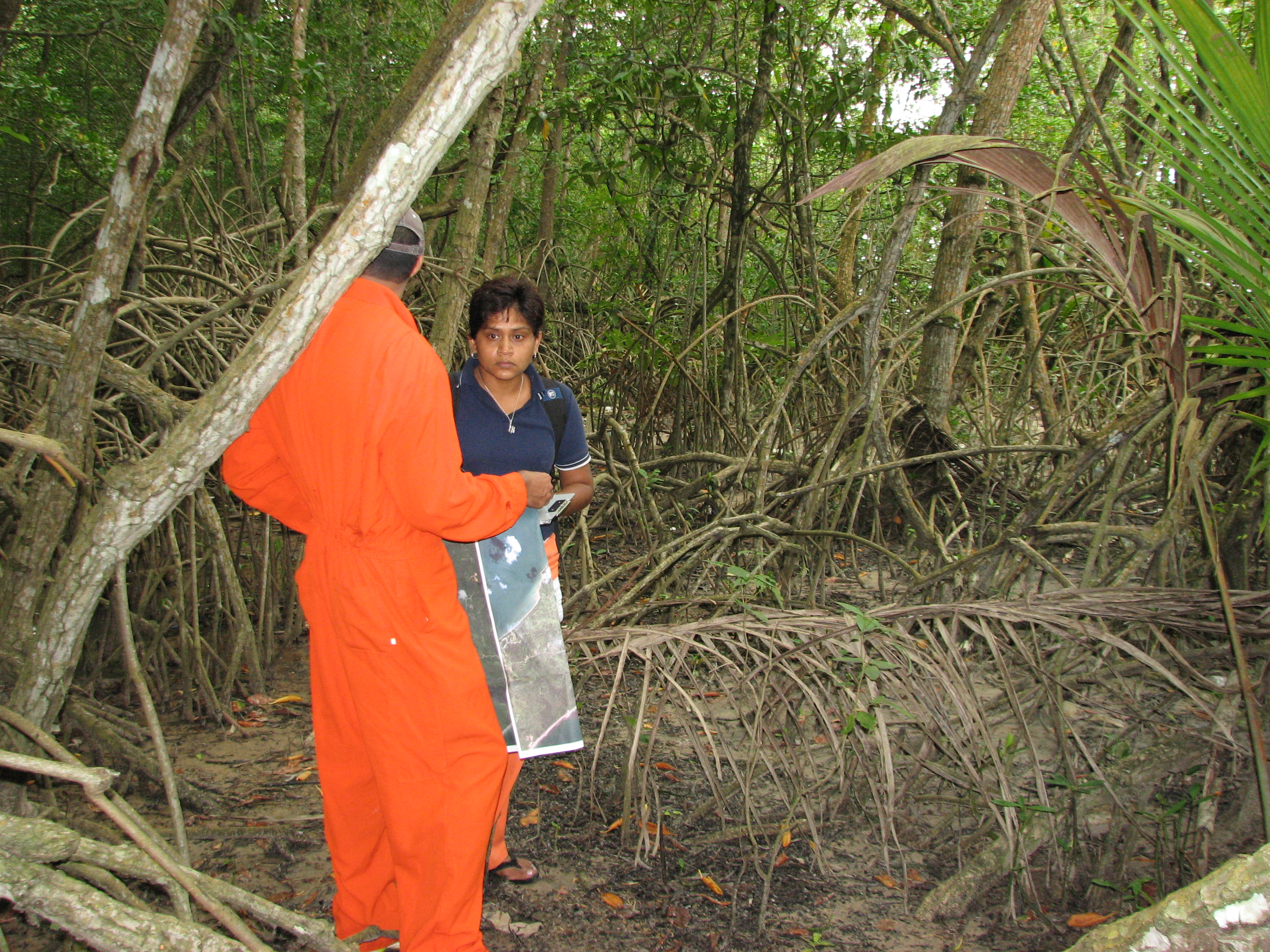 Mangrove mapping