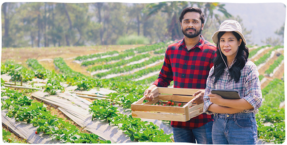 two farm workers show off a crate of strawberries in front of a hilly strawberry field 