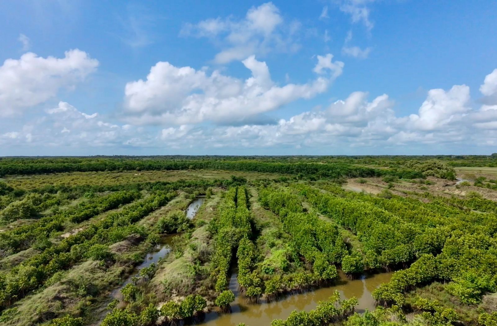 Ariel view of mangroves at Sri Lanka’s Anawilundawa Wetland Sanctuary