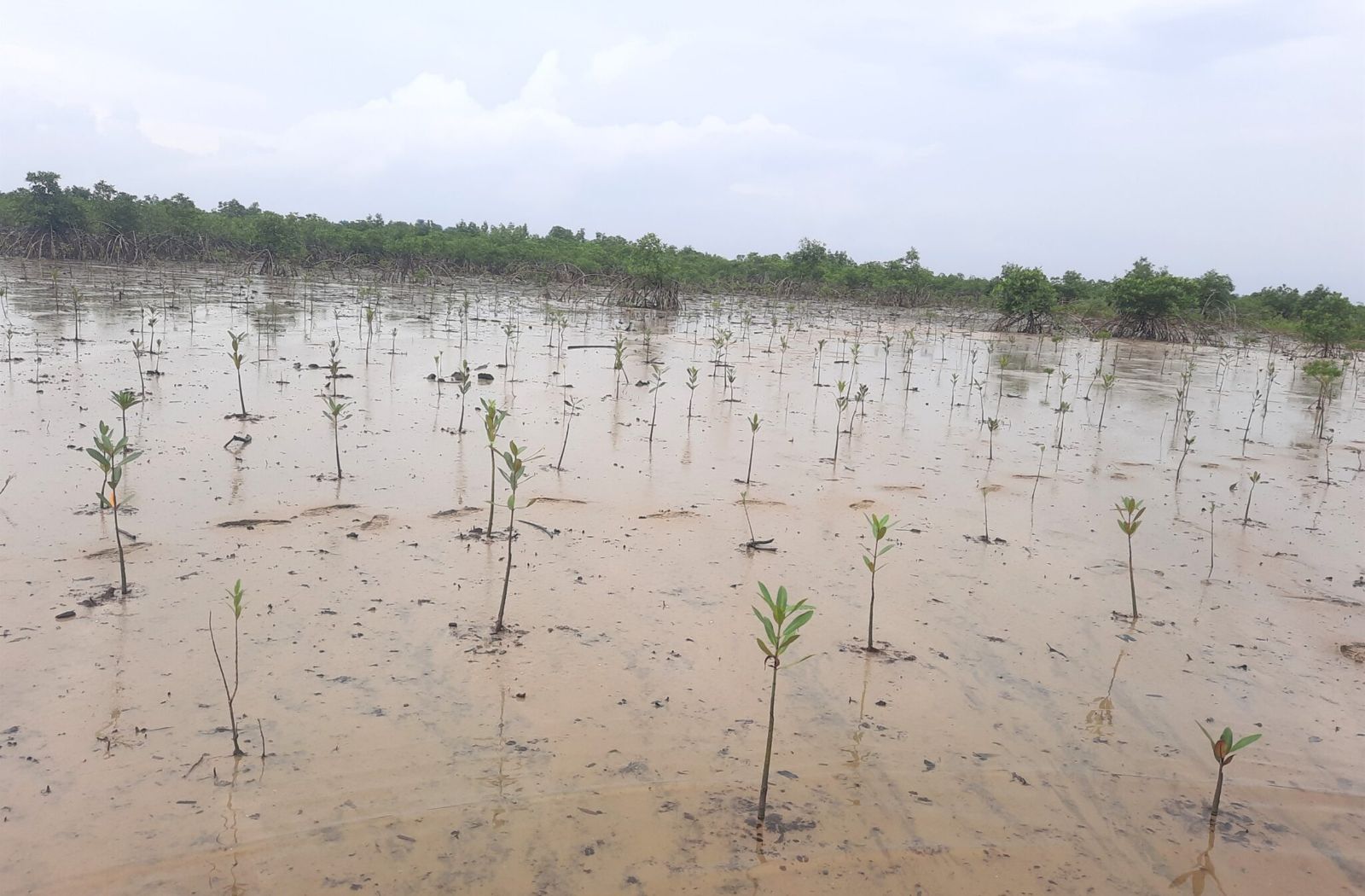 Hydrocarbon Pollution Remediation Project mangrove in Nigeria