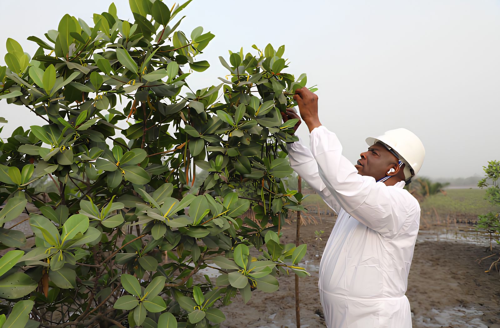 Hydrocarbon Pollution Remediation Project worker assessing a mangrove tree in Nigeria