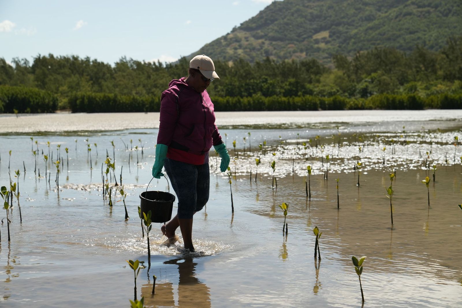 Lady planting mangroves in Mauritius