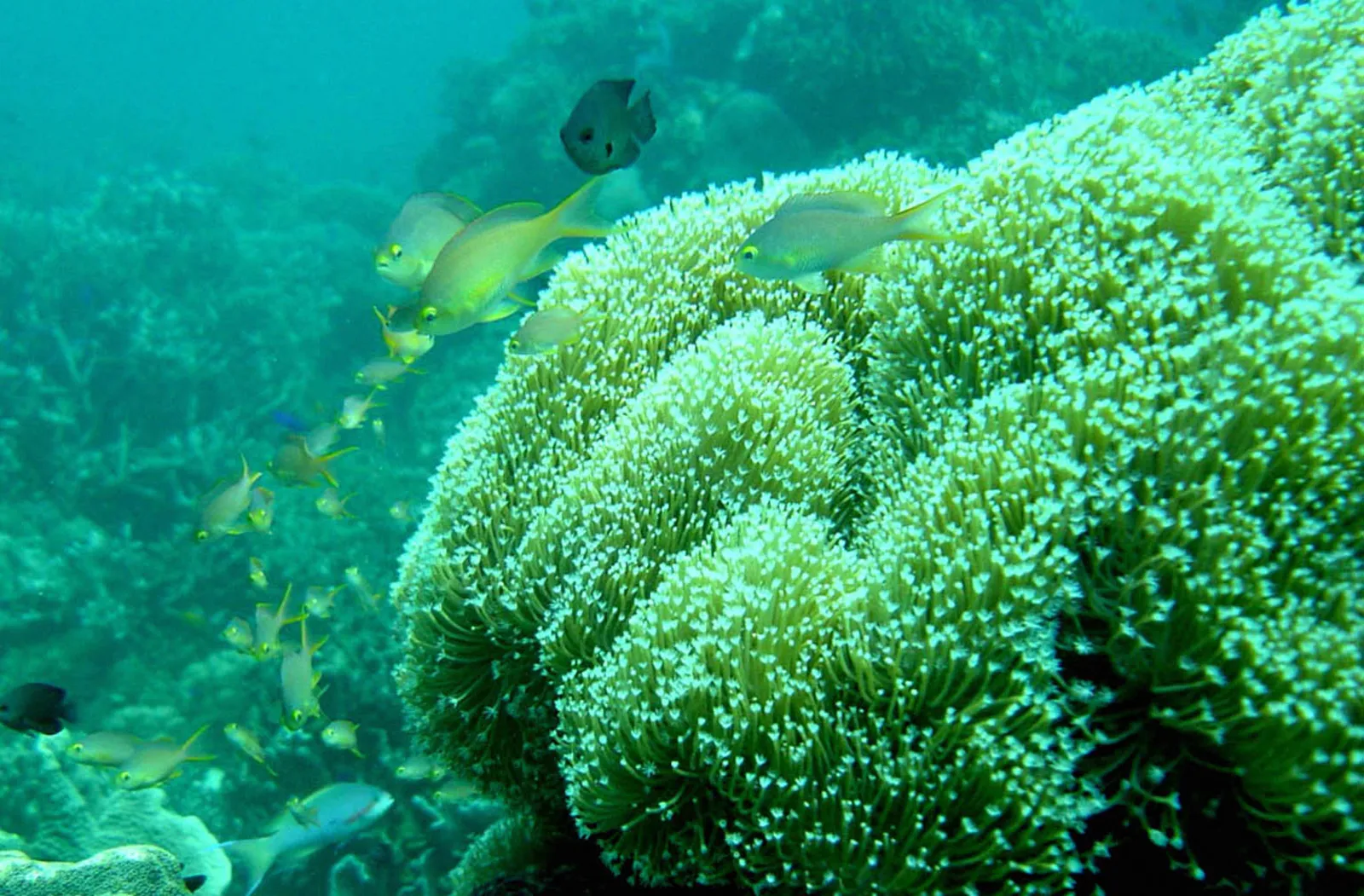 Moalboal_Coral_Reef