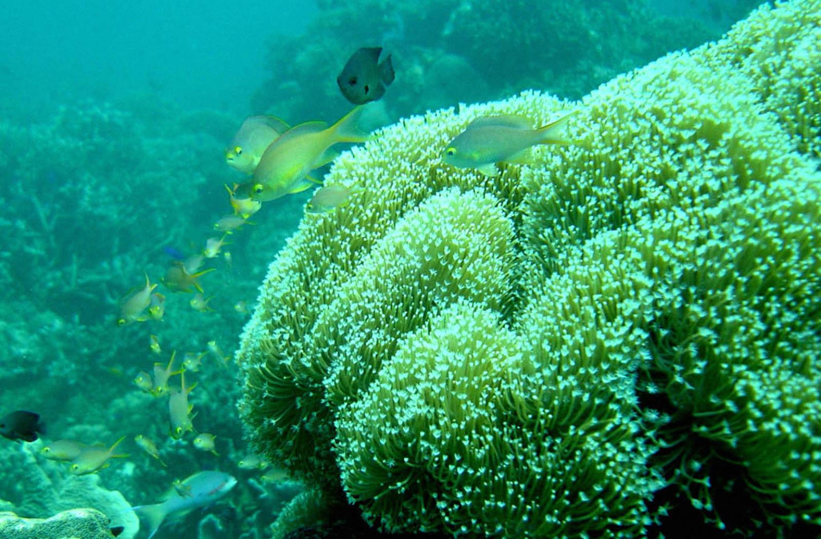 Moalboal_Coral_Reef