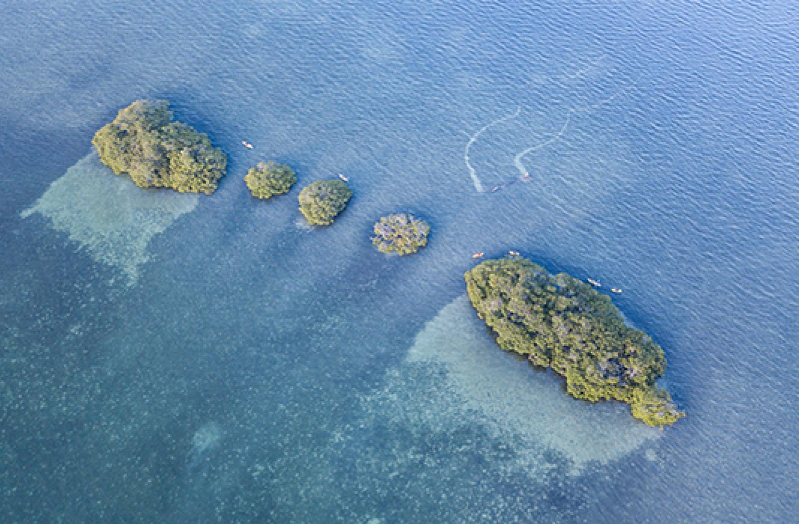 Ariel view of mangroves in Belize 