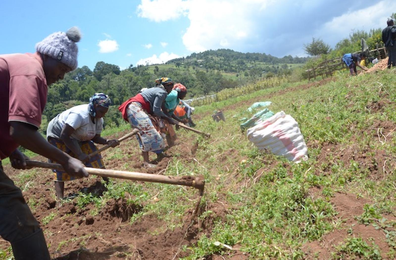 Women farmers in Kenya