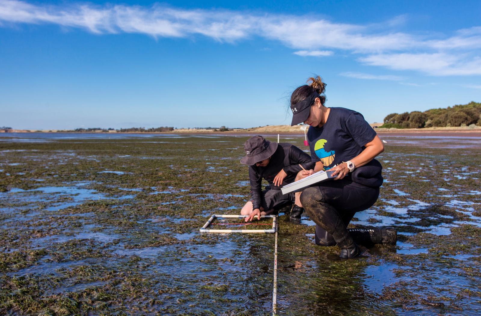 Two people researching on the beach