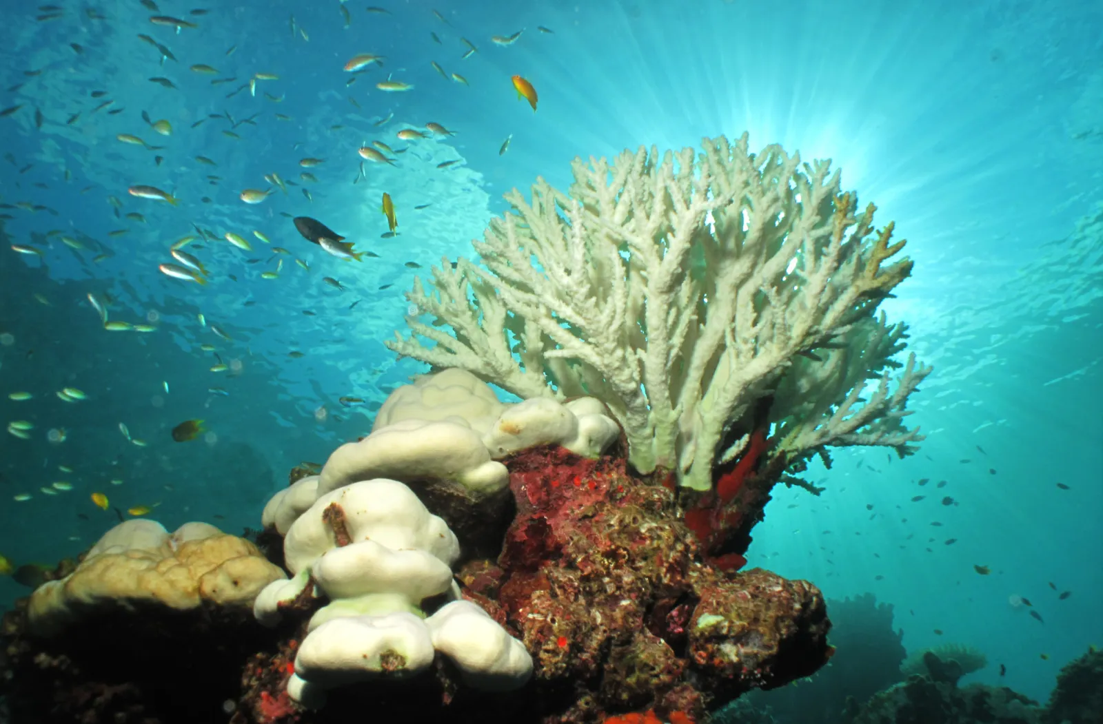 Case Study: Coral Communities: Building Socio-Ecological Resilience to Coral Reef Degradation in the Islands of the Western Indian Ocean (2017)
