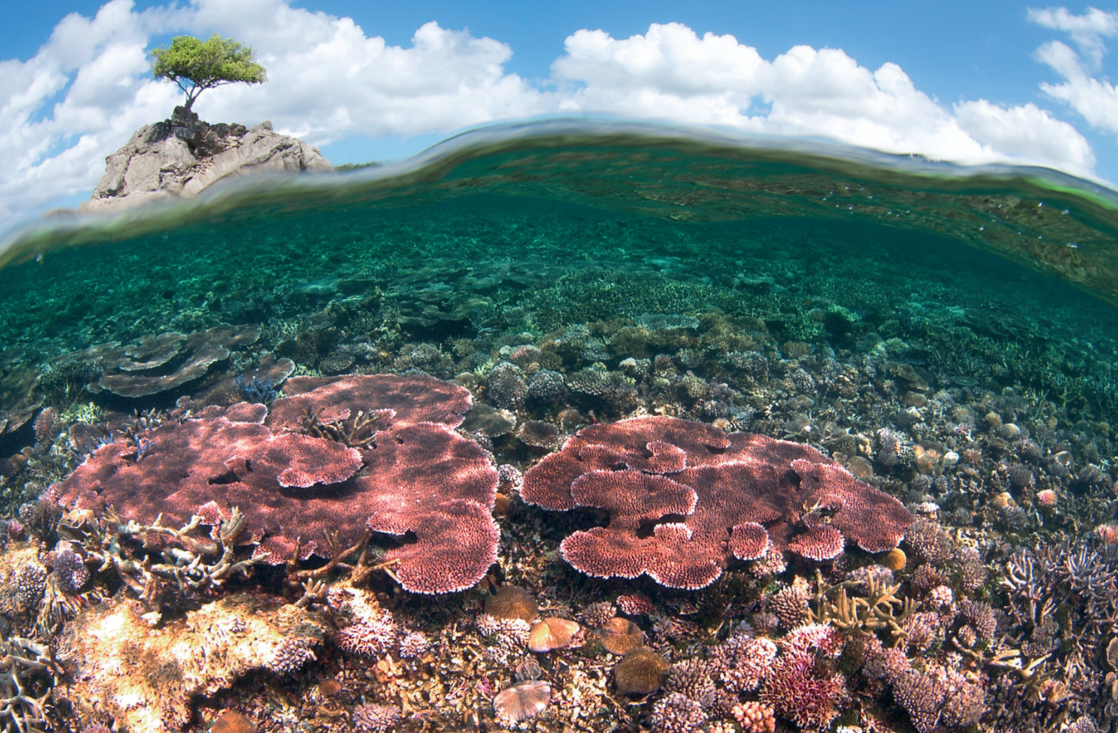 Case Study: Malaysia – Two MPA Candidates for the Green List