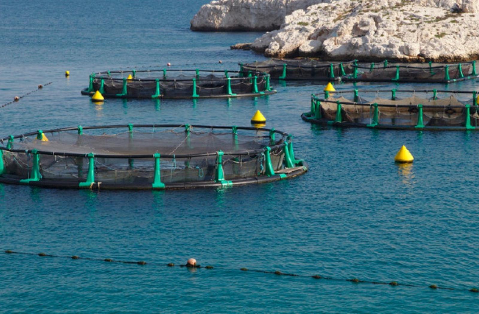 Development of an Aquaculture Industry in Seychelles (on-going)