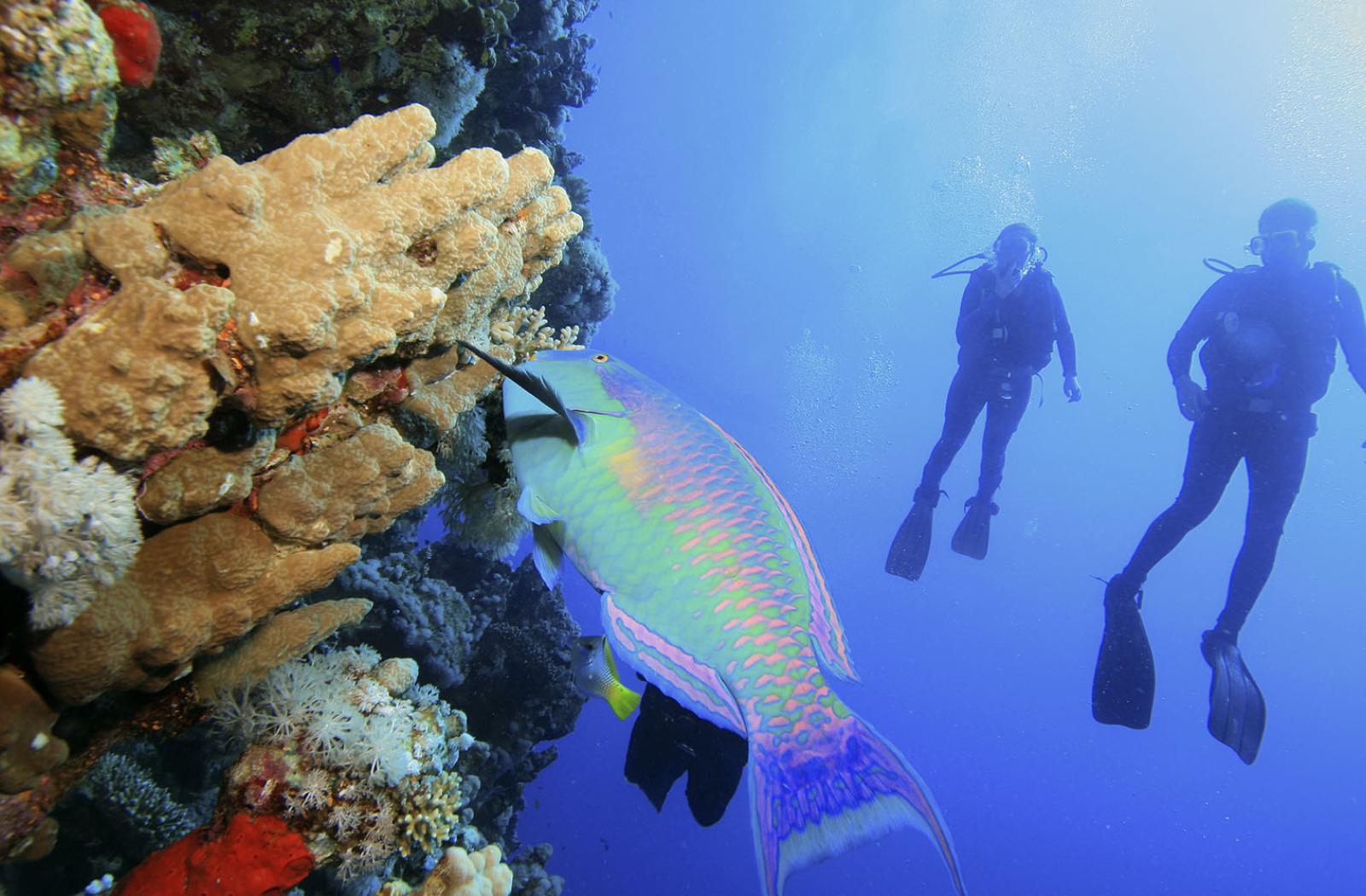 Scuba divers observe a Parrot fish near coral reef
