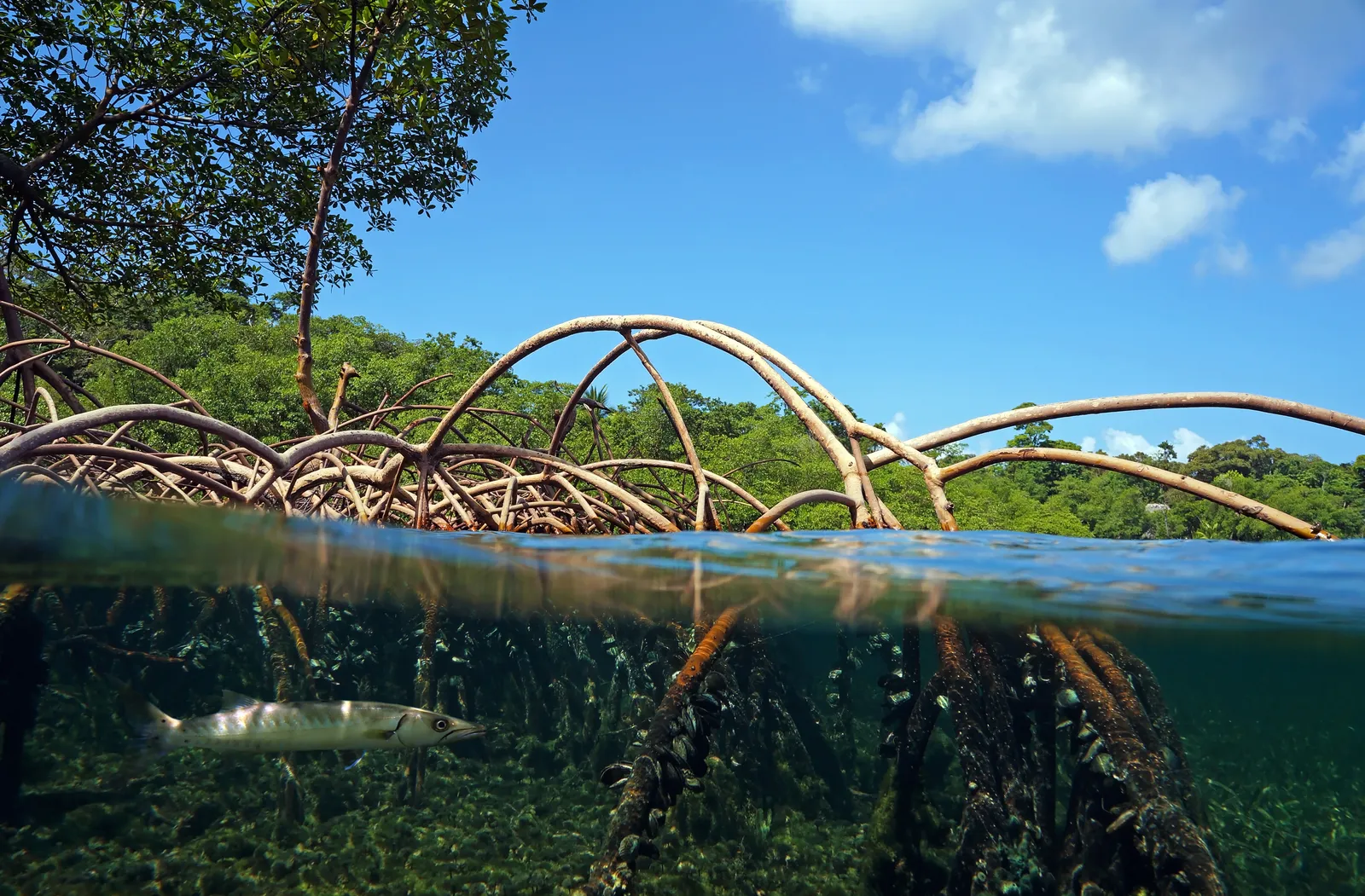 Mangrove