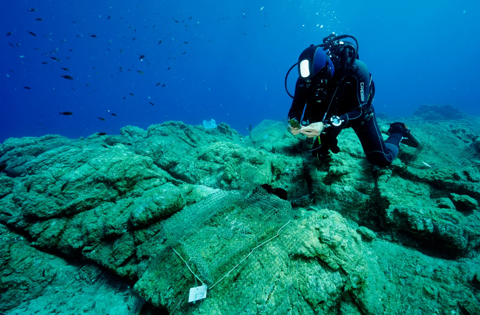 Reef