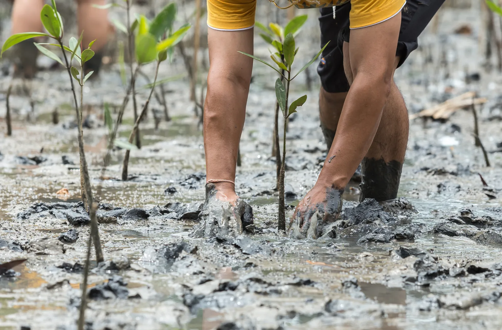 Mangrove