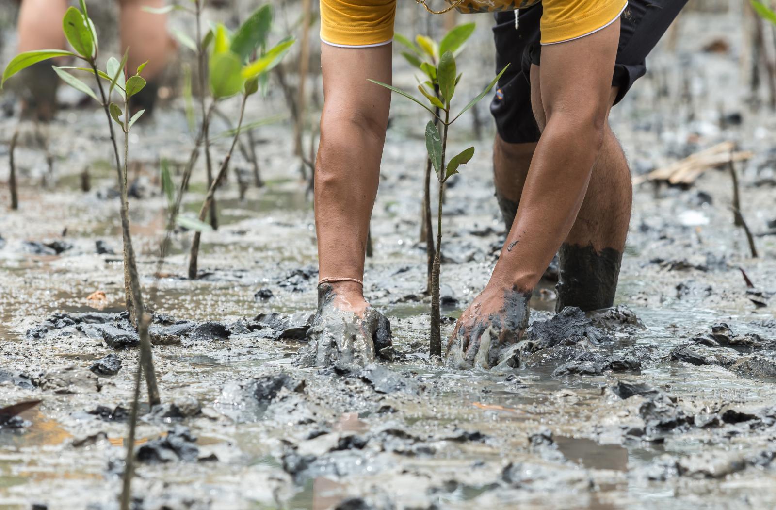 Mangrove