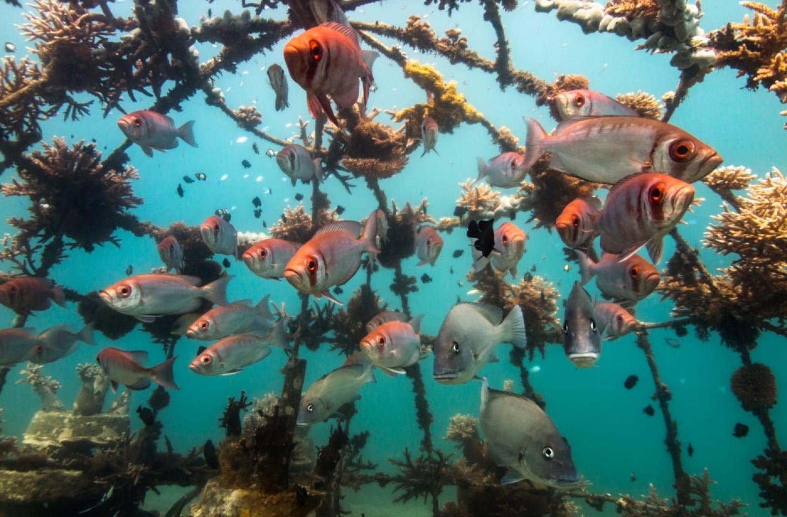 Artificial coral reef