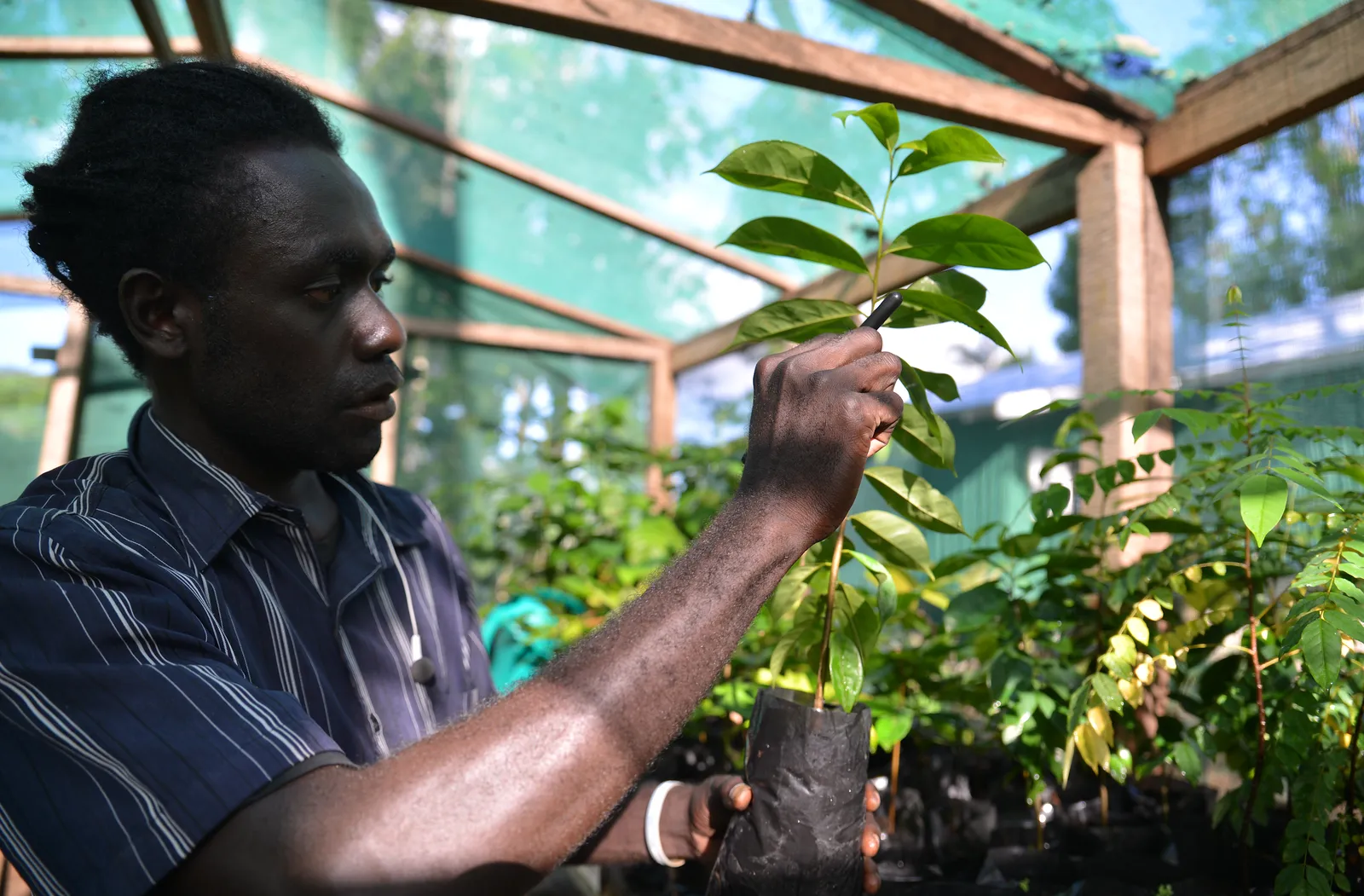 Joshua Pitakesa_ inspecting seedlings the Kastom Garden Association_ a centre specialising in sustainable crop