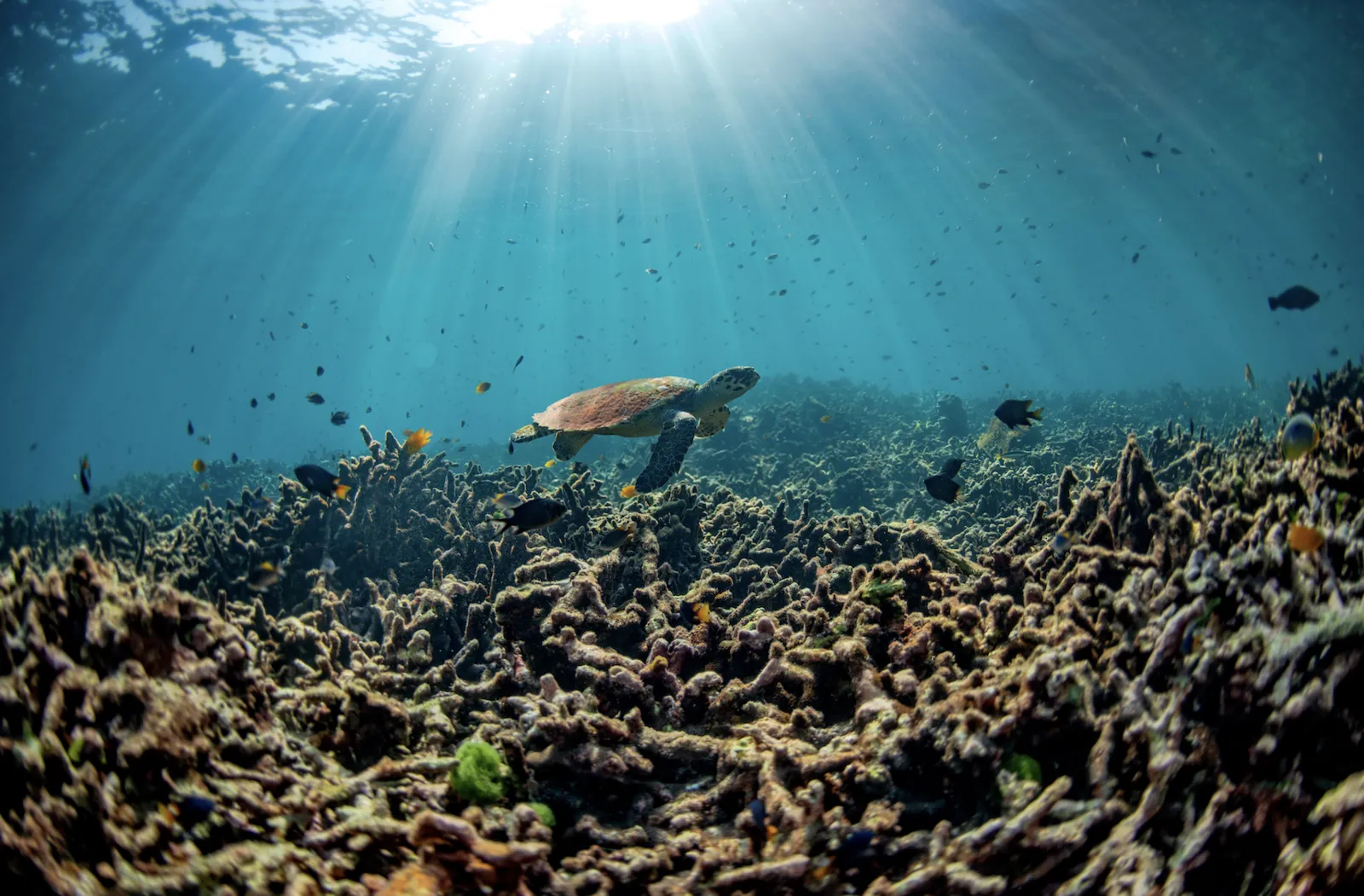 Tortoise in ocean