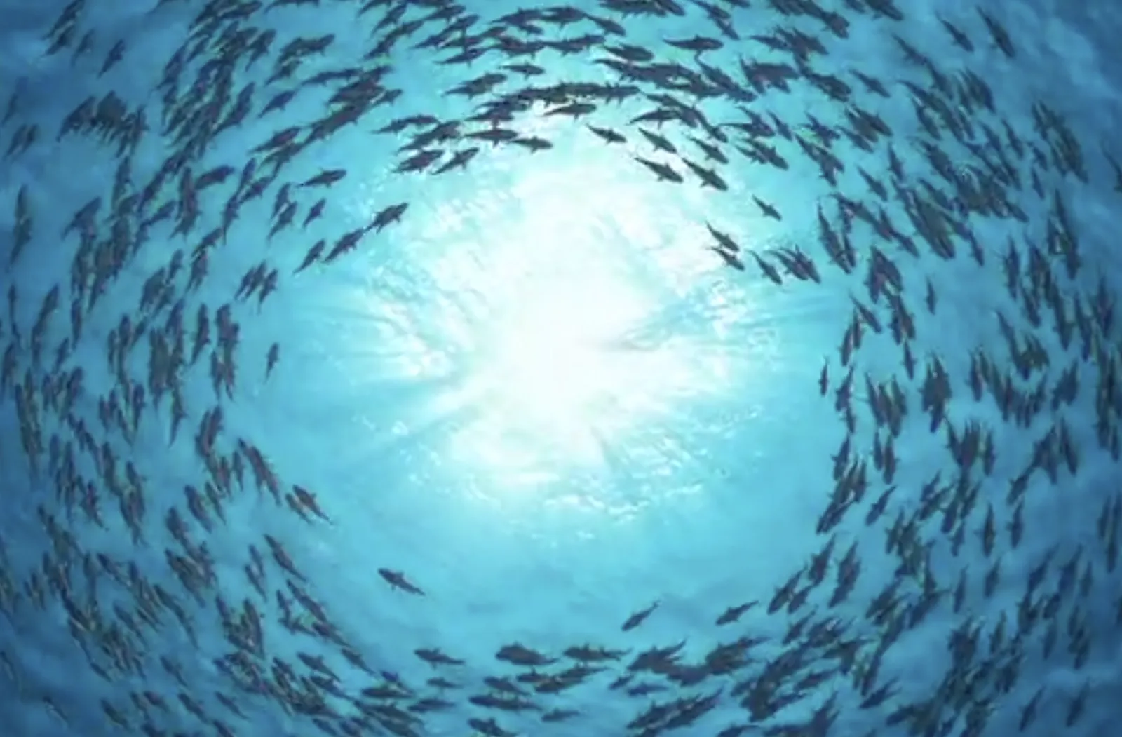 ocean video