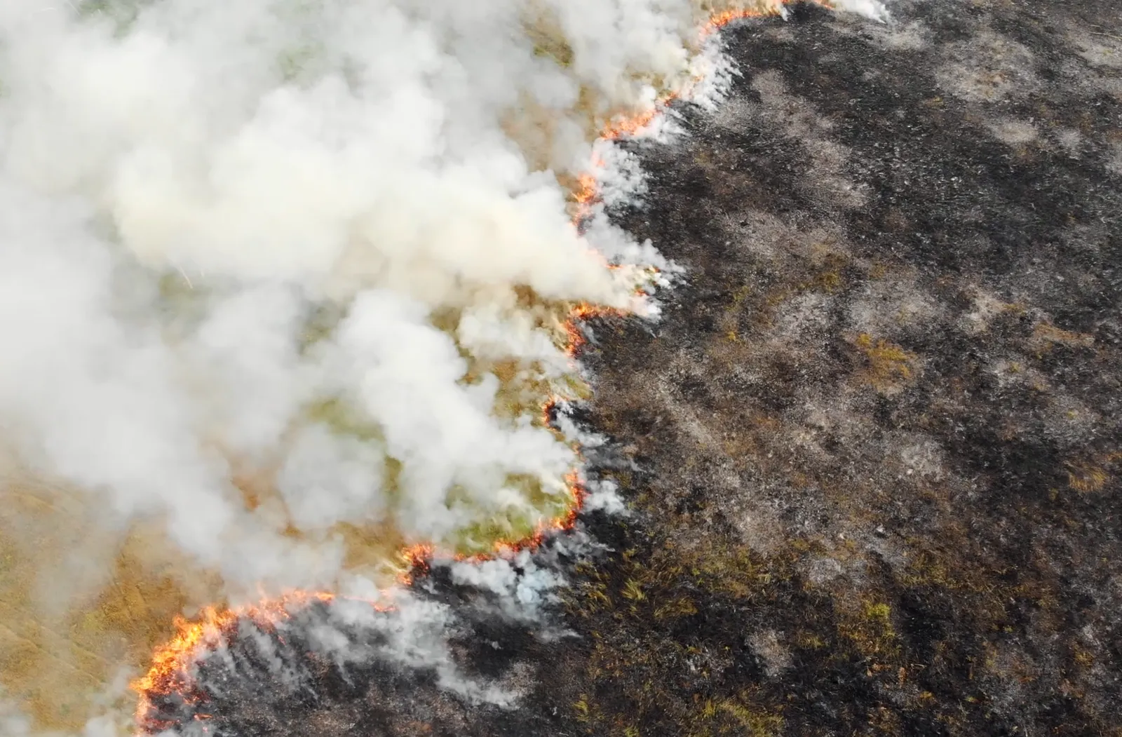 Forest fires