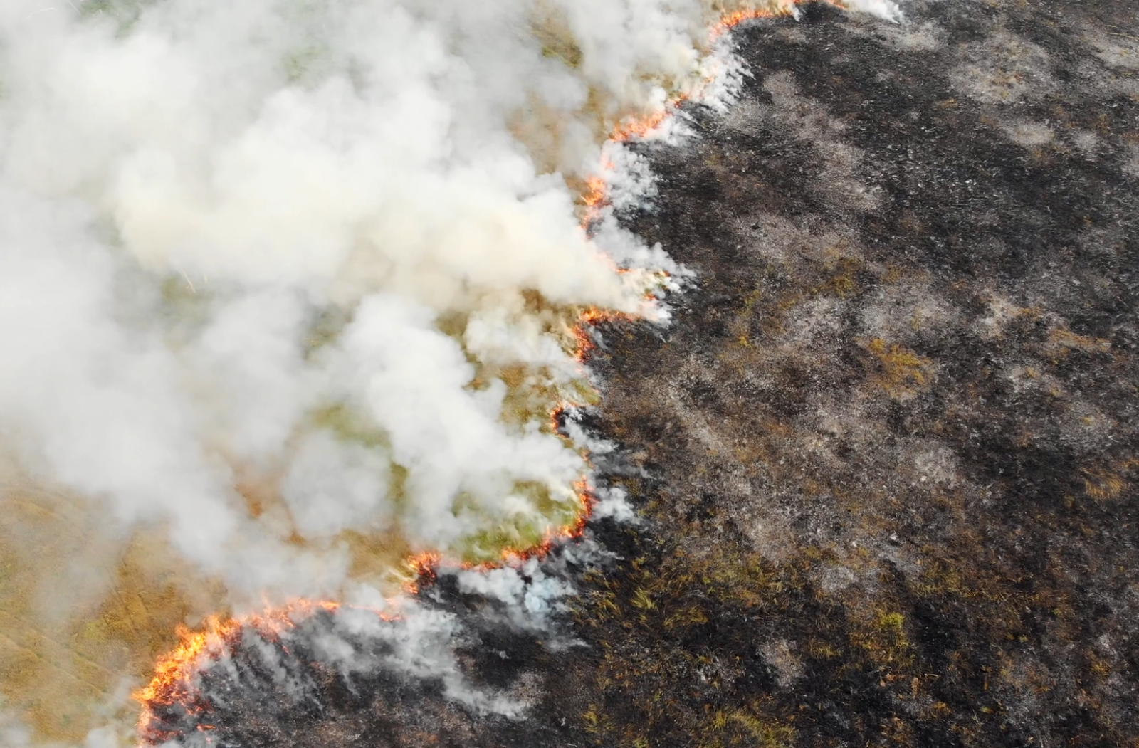 Forest fires