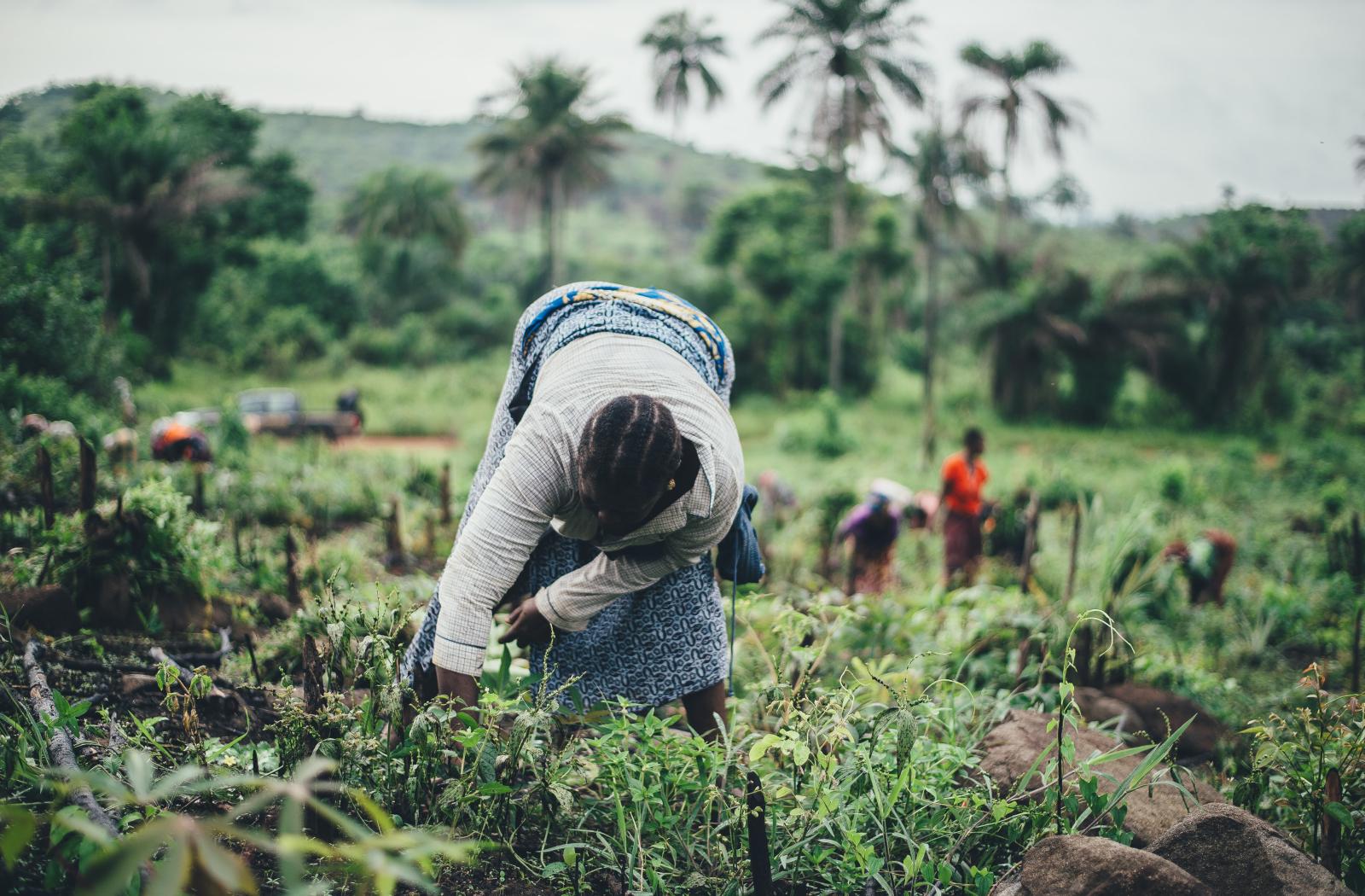 A woman farming cassava in Sierra Leone