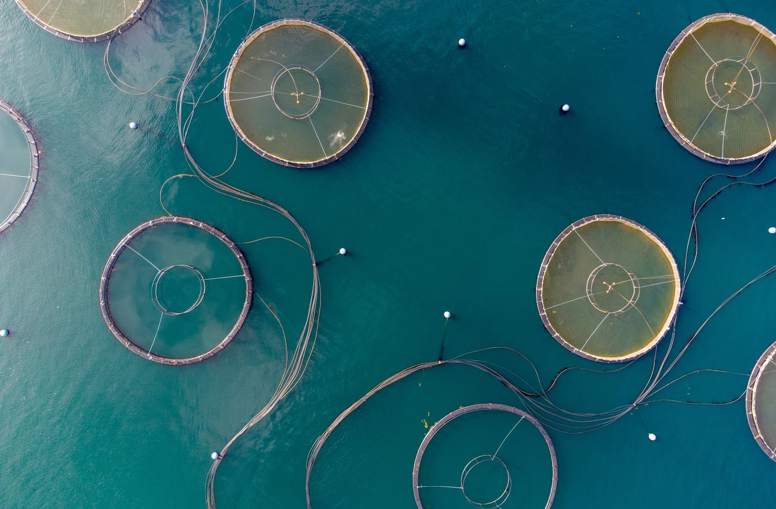 Aerial view of a fish farm