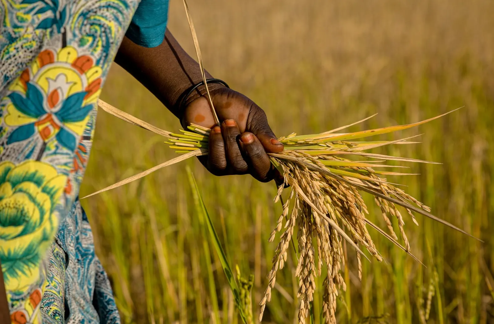 Rice farm africa