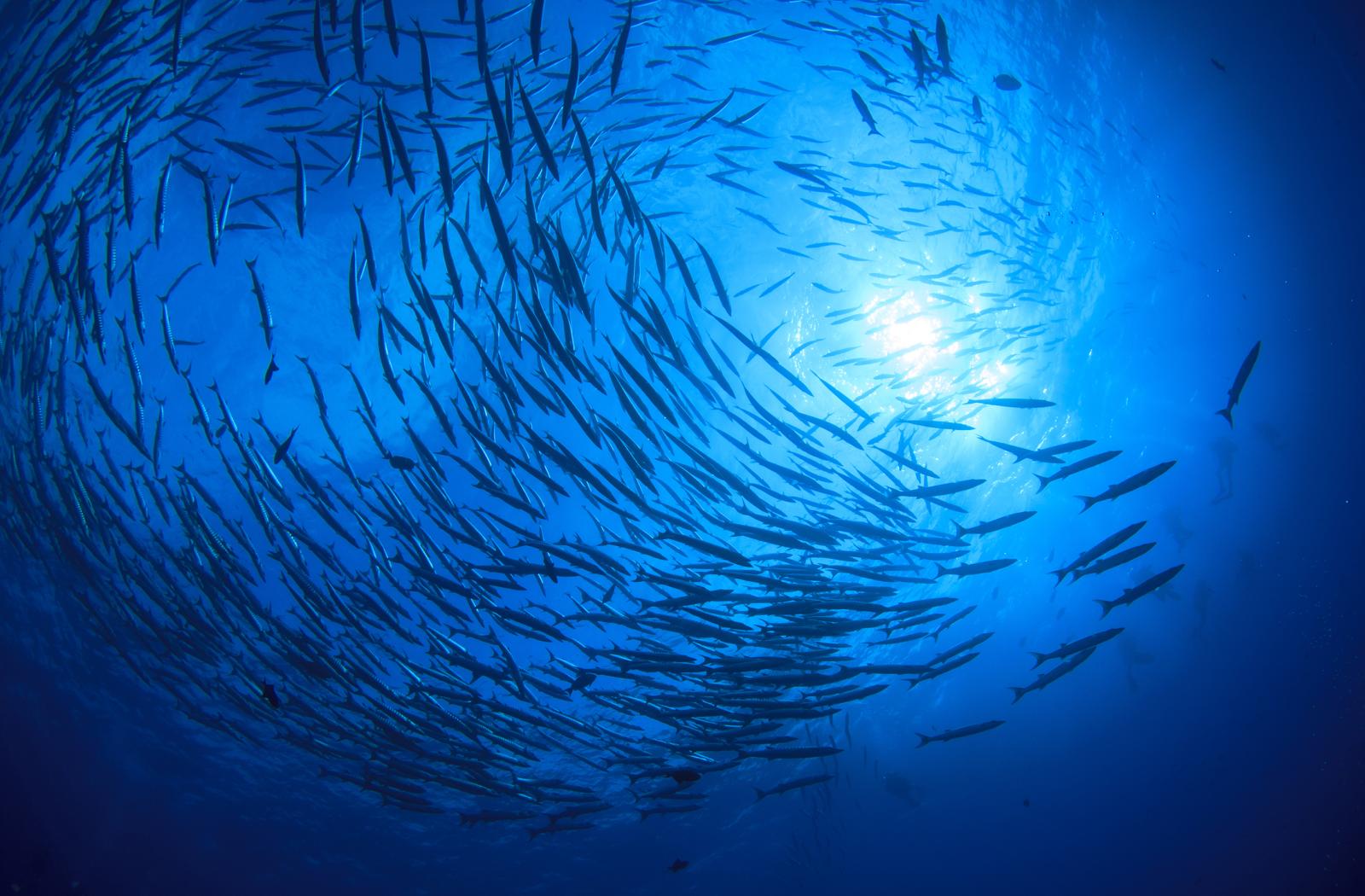 An underwater photograph of a shoal of fish circling the sun above 