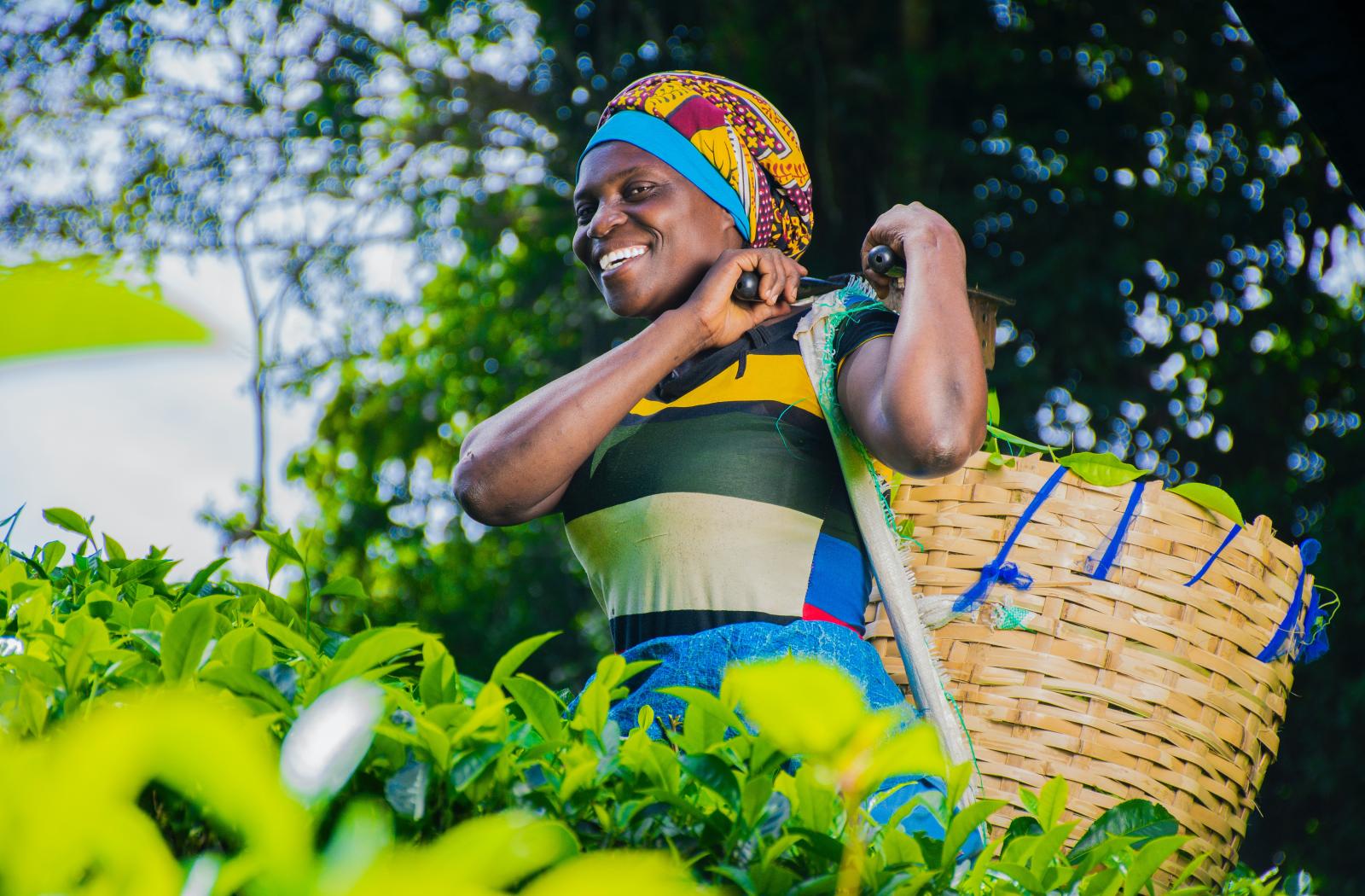 A woman harvesting crops