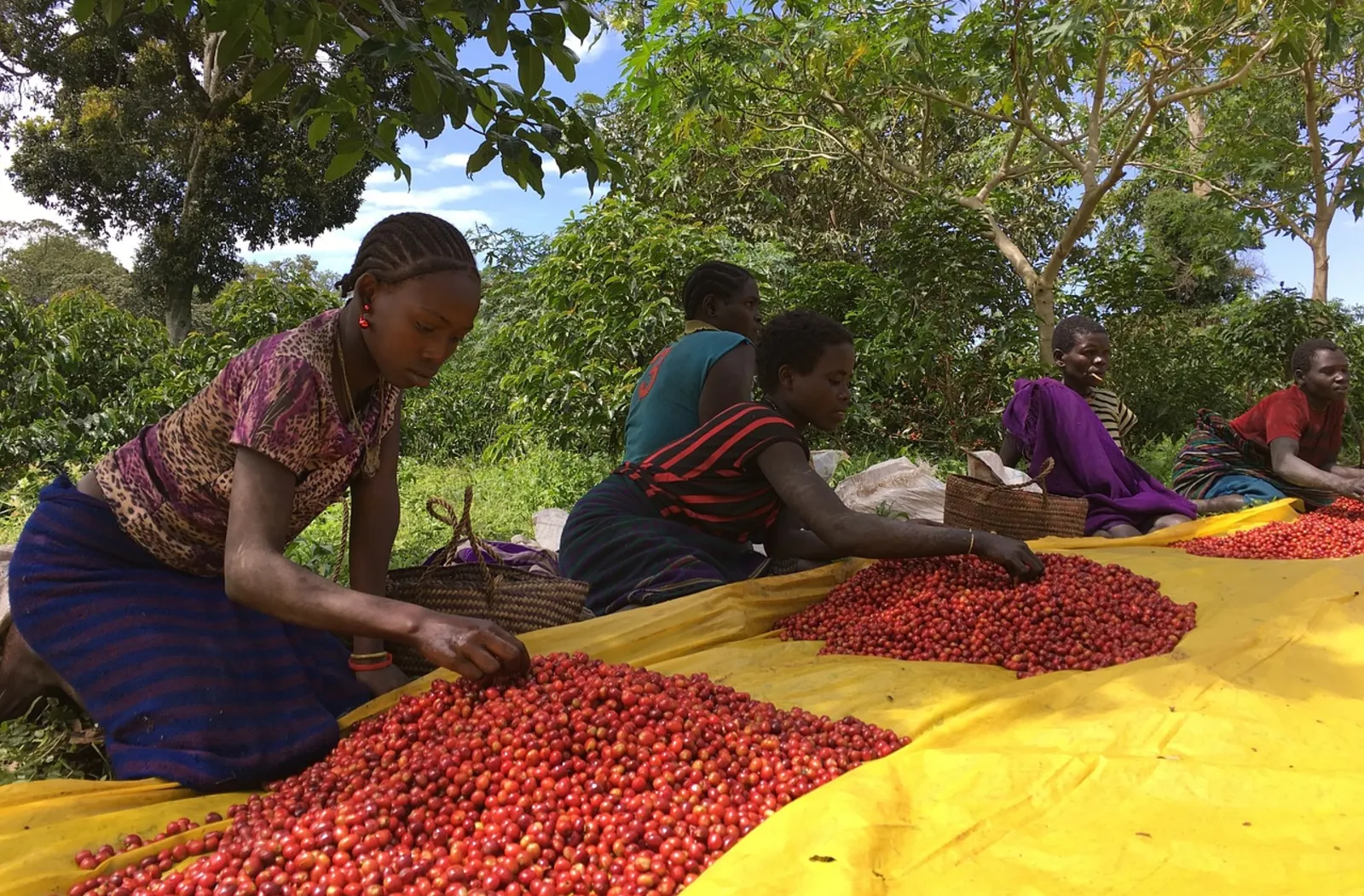 Commonwealth Secretariat launches initiative to support member countries to better manage agricultural data through DPI