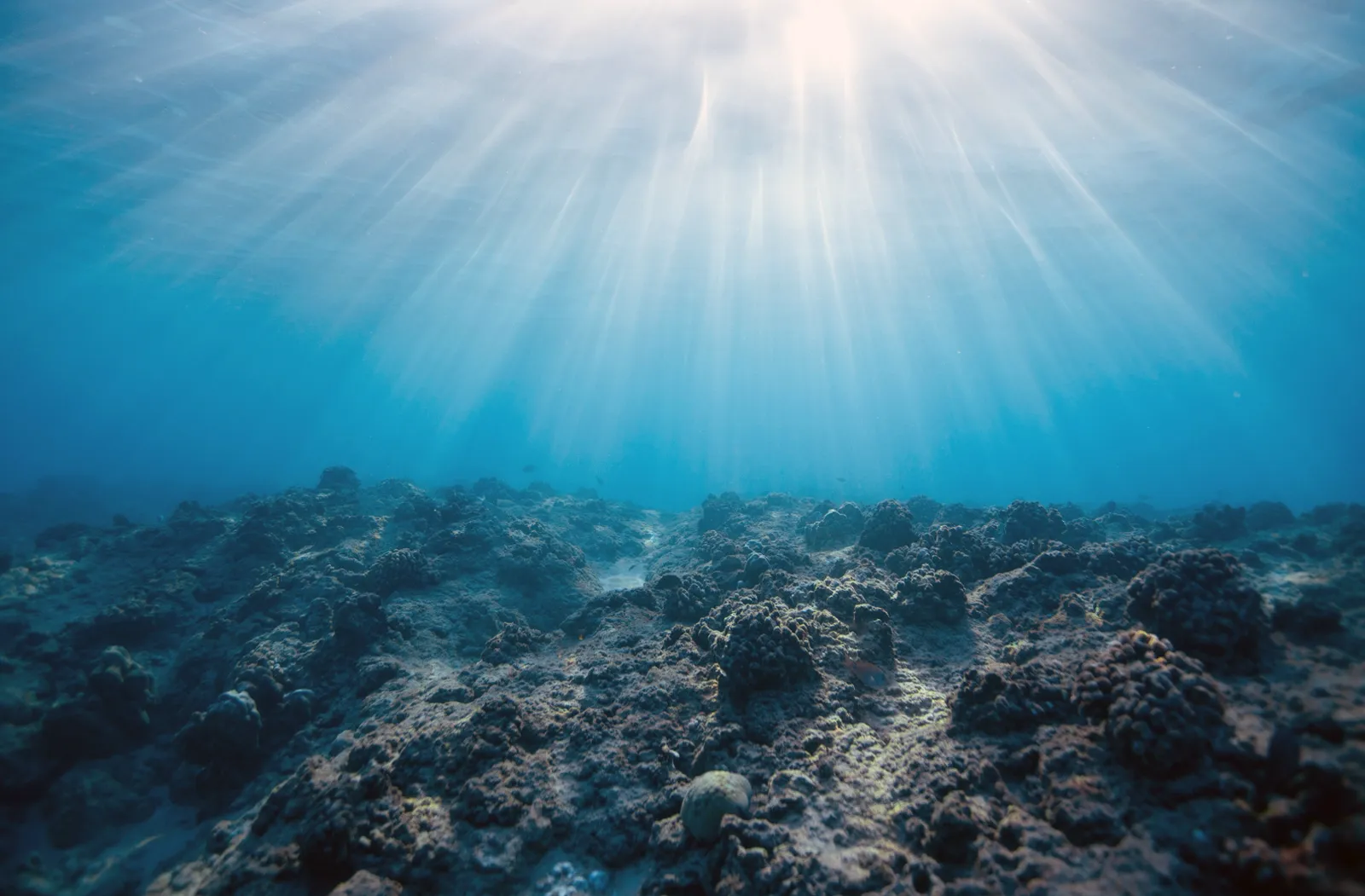 Ocean Acidification