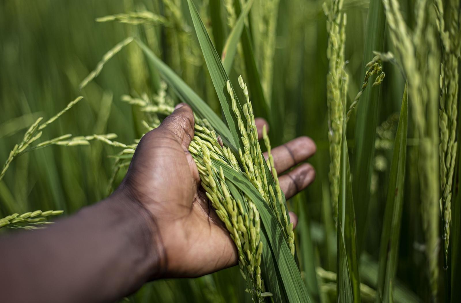 agriculture