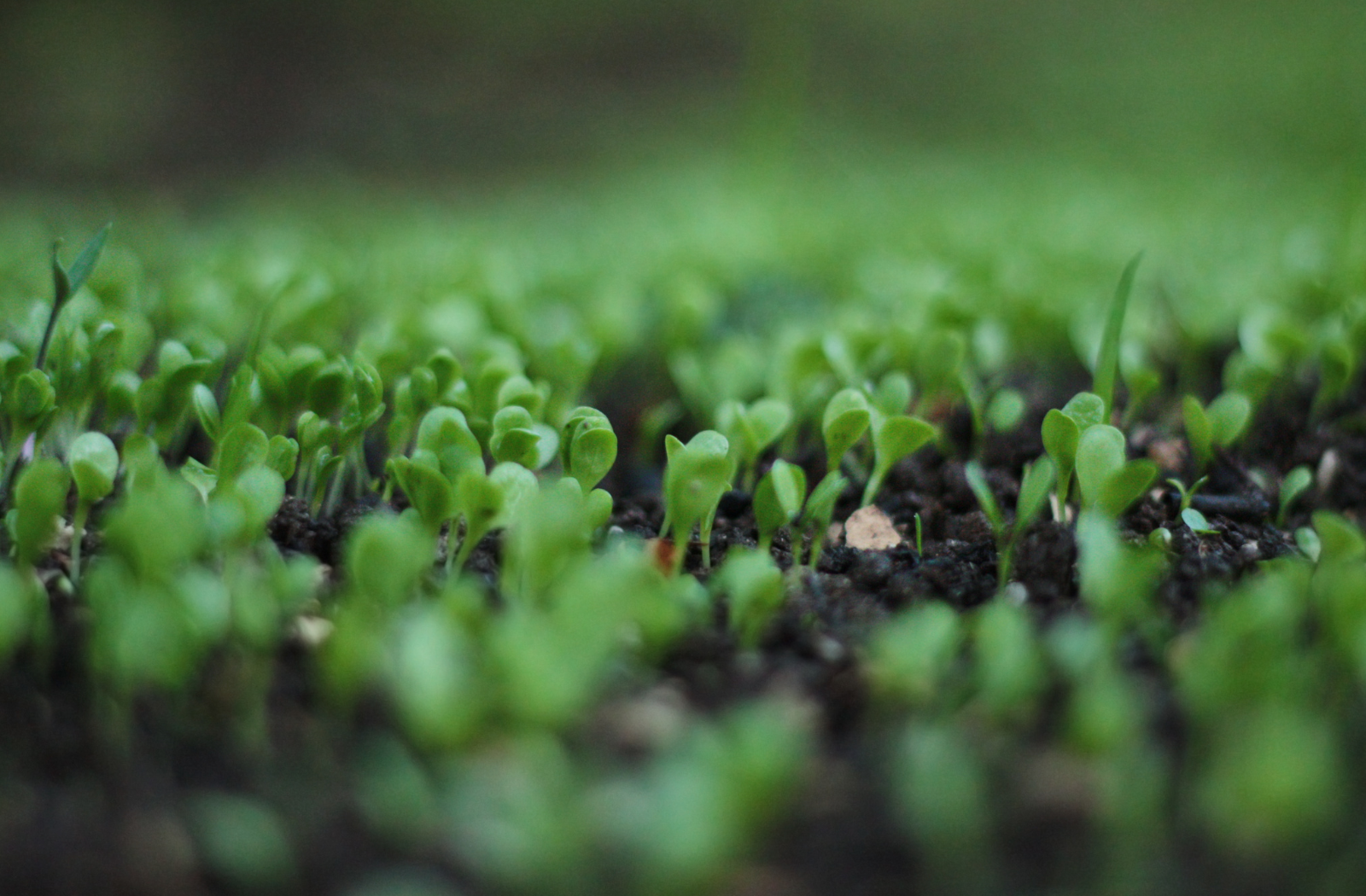 plant growth from fertile soil 