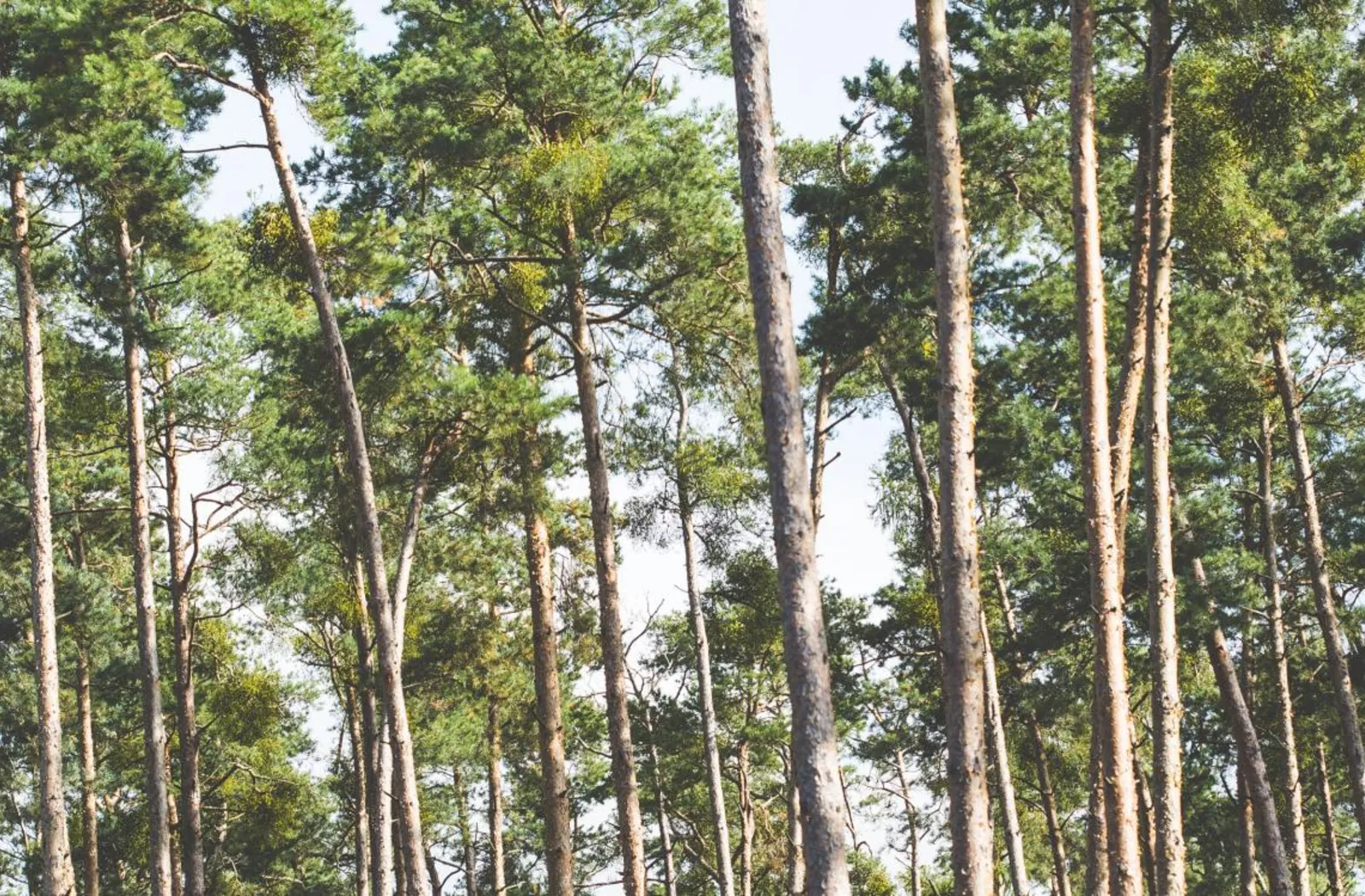 forest