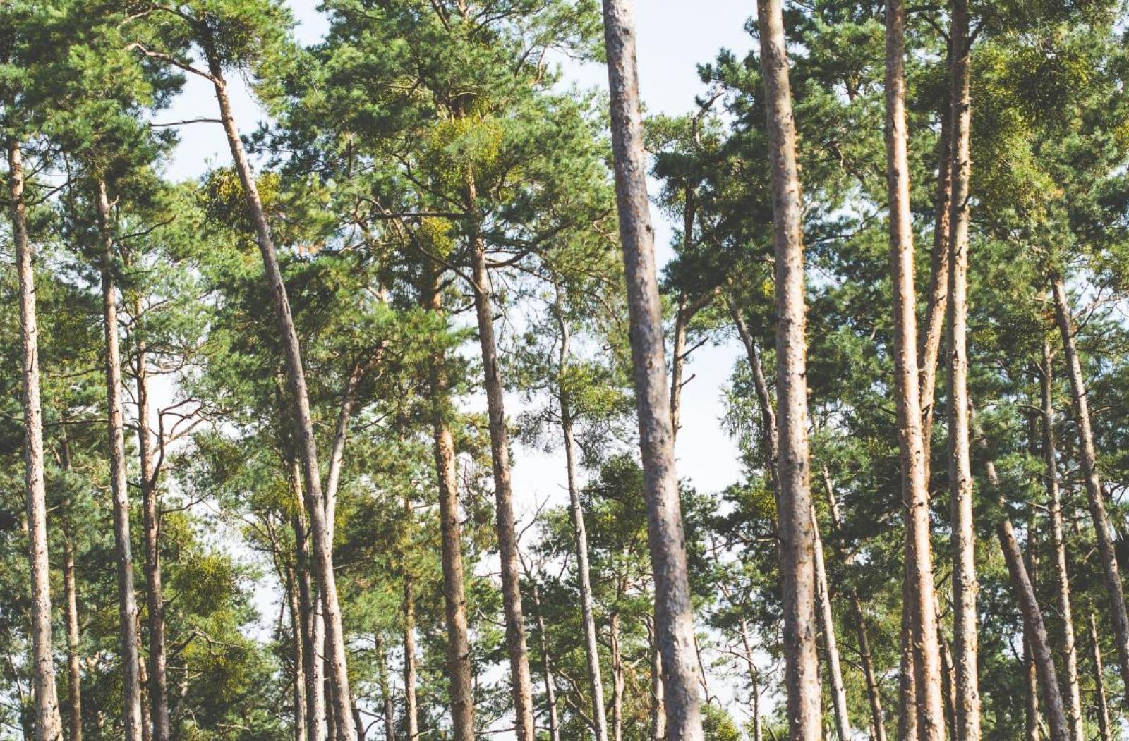 forest 