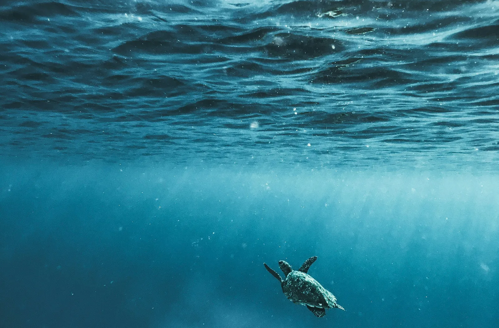 oceans