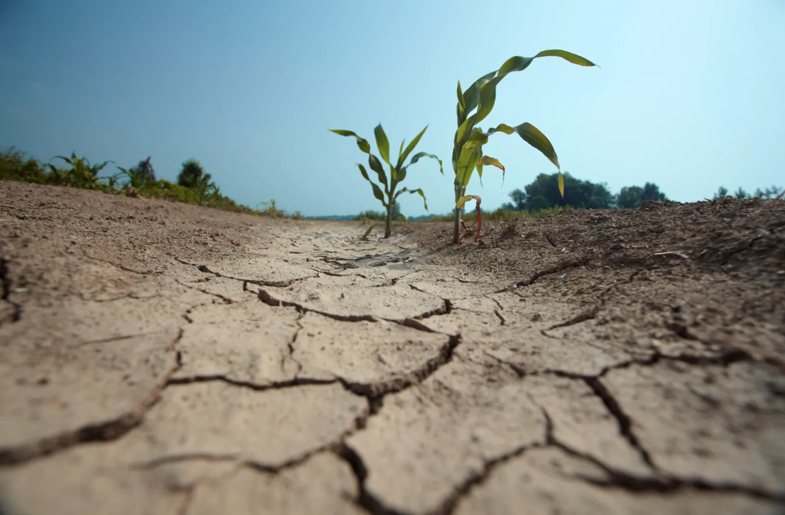 A-crop-in-drought