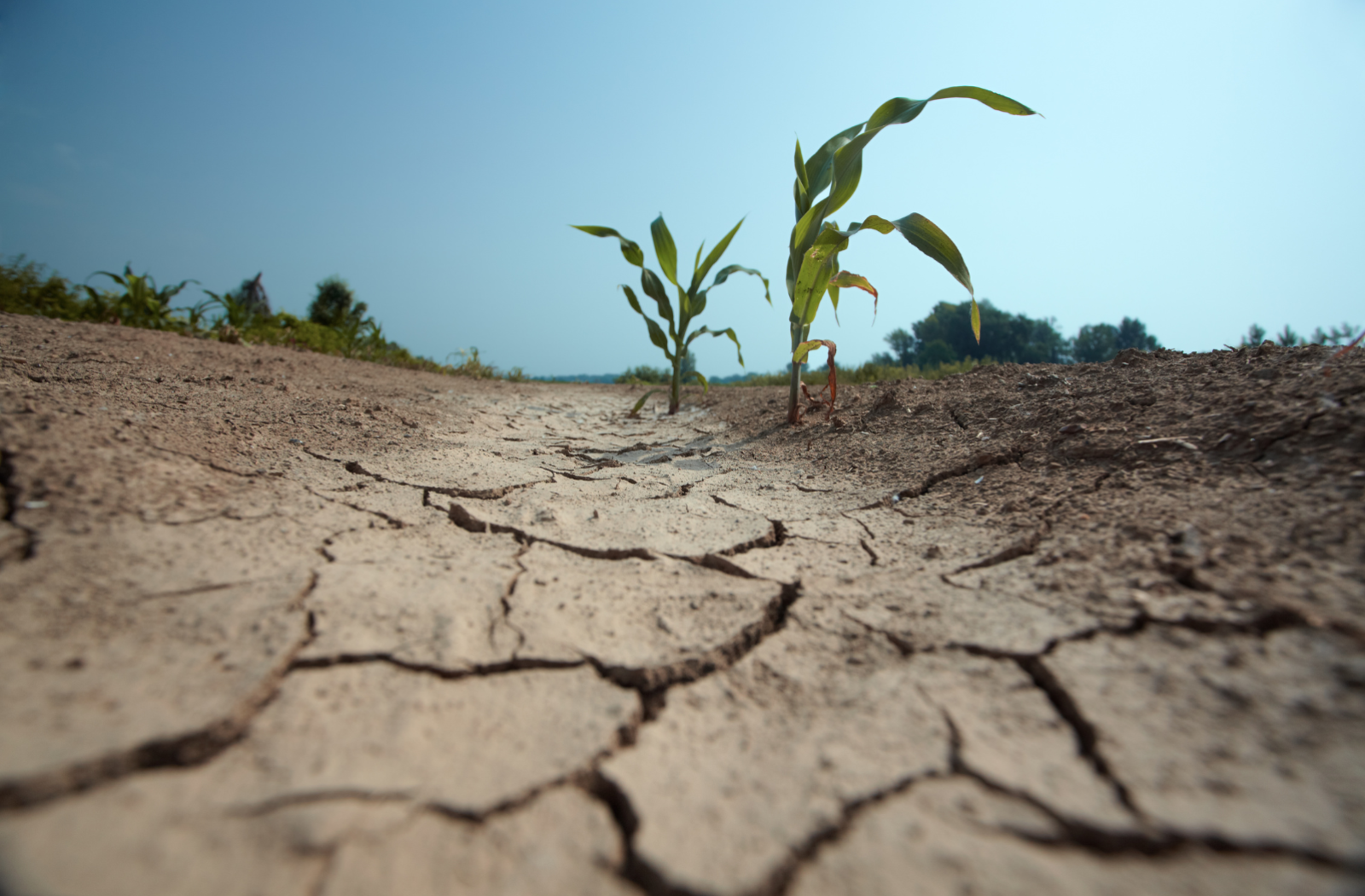 A-crop-in-drought
